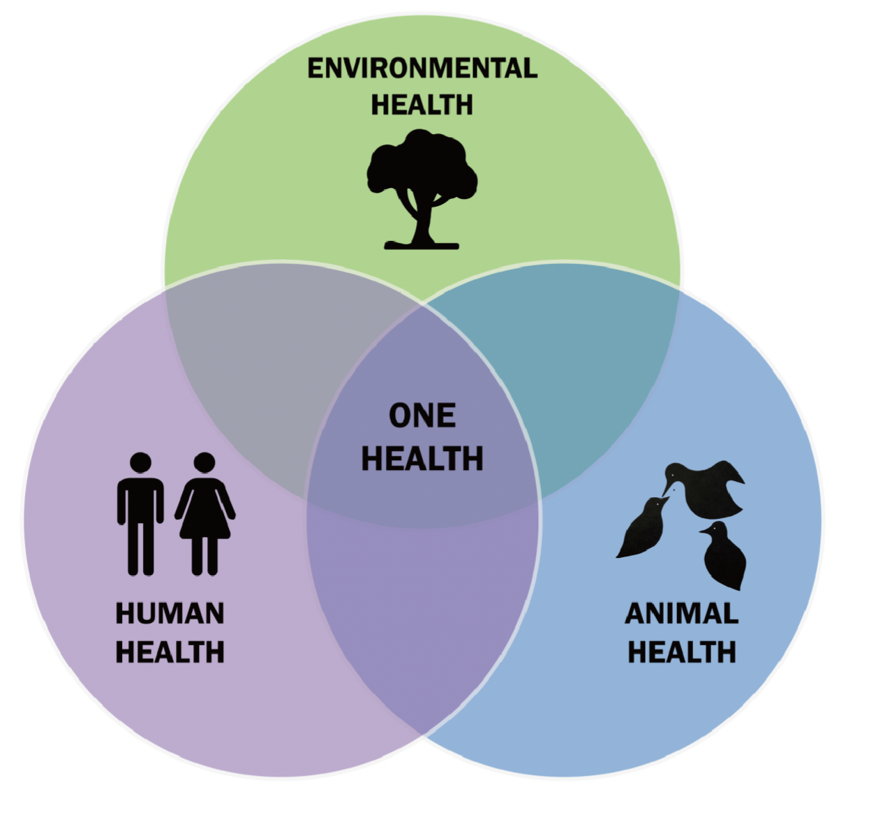 <p>Intersections of human, animal, and environmental health</p>