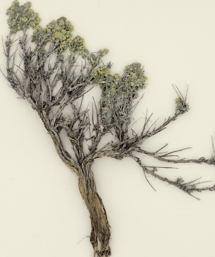 <p>What is this plant’s scientific name?</p>