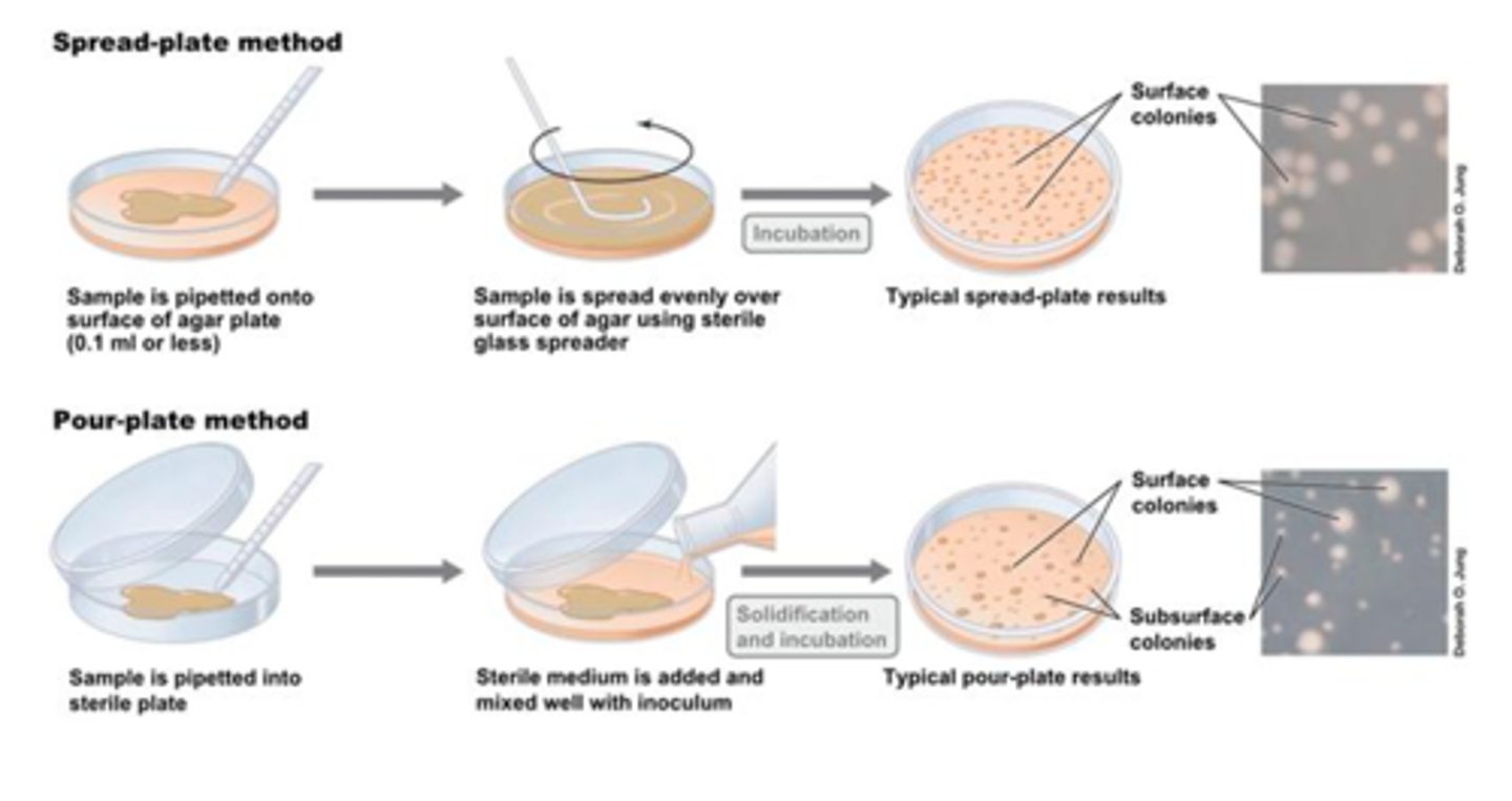 <p>a plate count method in which inoculum is spread over the surface of a solid culture medium</p>