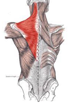 <p>What muscle is this?</p>