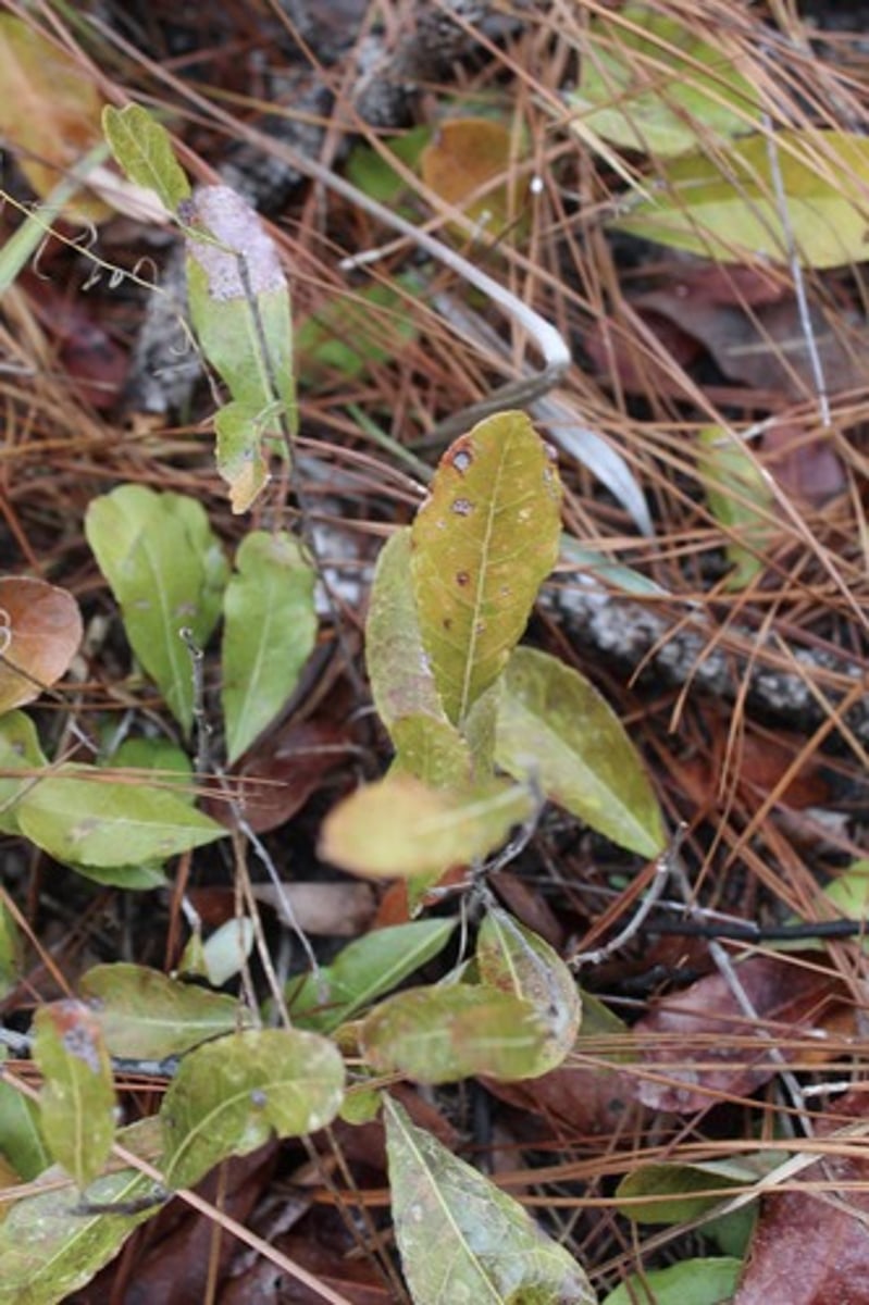 <p>what is the name of the plant pictured here?</p>