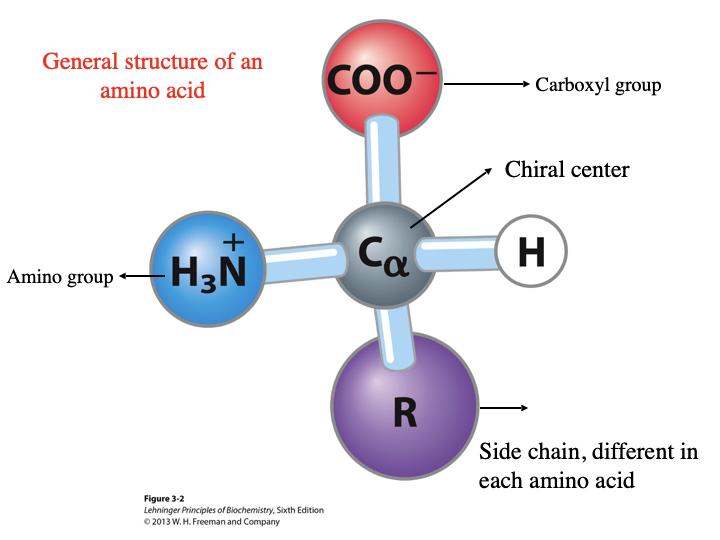 <p>Contains:</p><ul><li><p>carboxyl group</p></li><li><p>hydrogen</p></li><li><p>side chain, different in each amino acid</p></li><li><p>amino group</p></li><li><p>chiral center</p></li></ul><p></p>