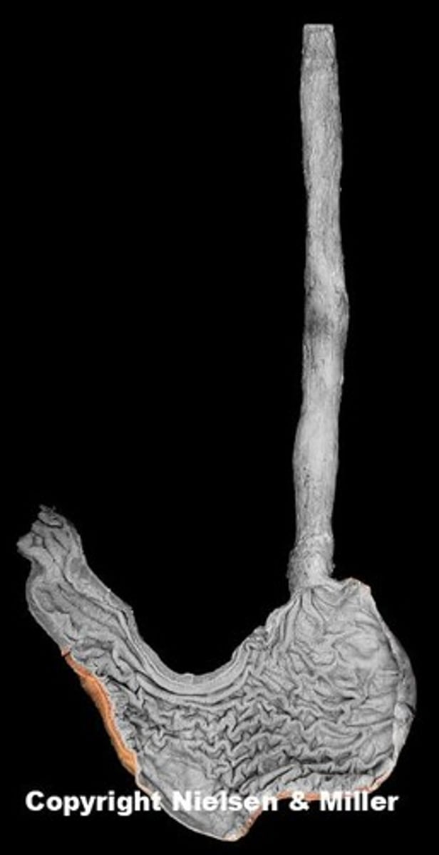 knowt flashcard image