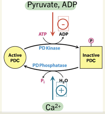 <p>when exercising, <span data-name="arrow_up" data-type="emoji">⬆</span>intracellular Ca<sup>2+ </sup>& <span data-name="arrow_down" data-type="emoji">⬇</span>energy state </p><ul><li><p>causes <span data-name="arrow_up" data-type="emoji">⬆</span>ADP, pyruvate (∵active glycolysis) → need more energy</p><ul><li><p> <span data-name="arrow_up" data-type="emoji">⬆</span>ADP, pyruvate inhibits PD Kinase</p></li></ul></li><li><p>turns PDC ON → PD Phosphatase</p><ul><li><p>PD Phosphatase is:</p><ul><li><p>activated by Ca<sup>2+</sup></p></li></ul></li></ul></li></ul><p></p>