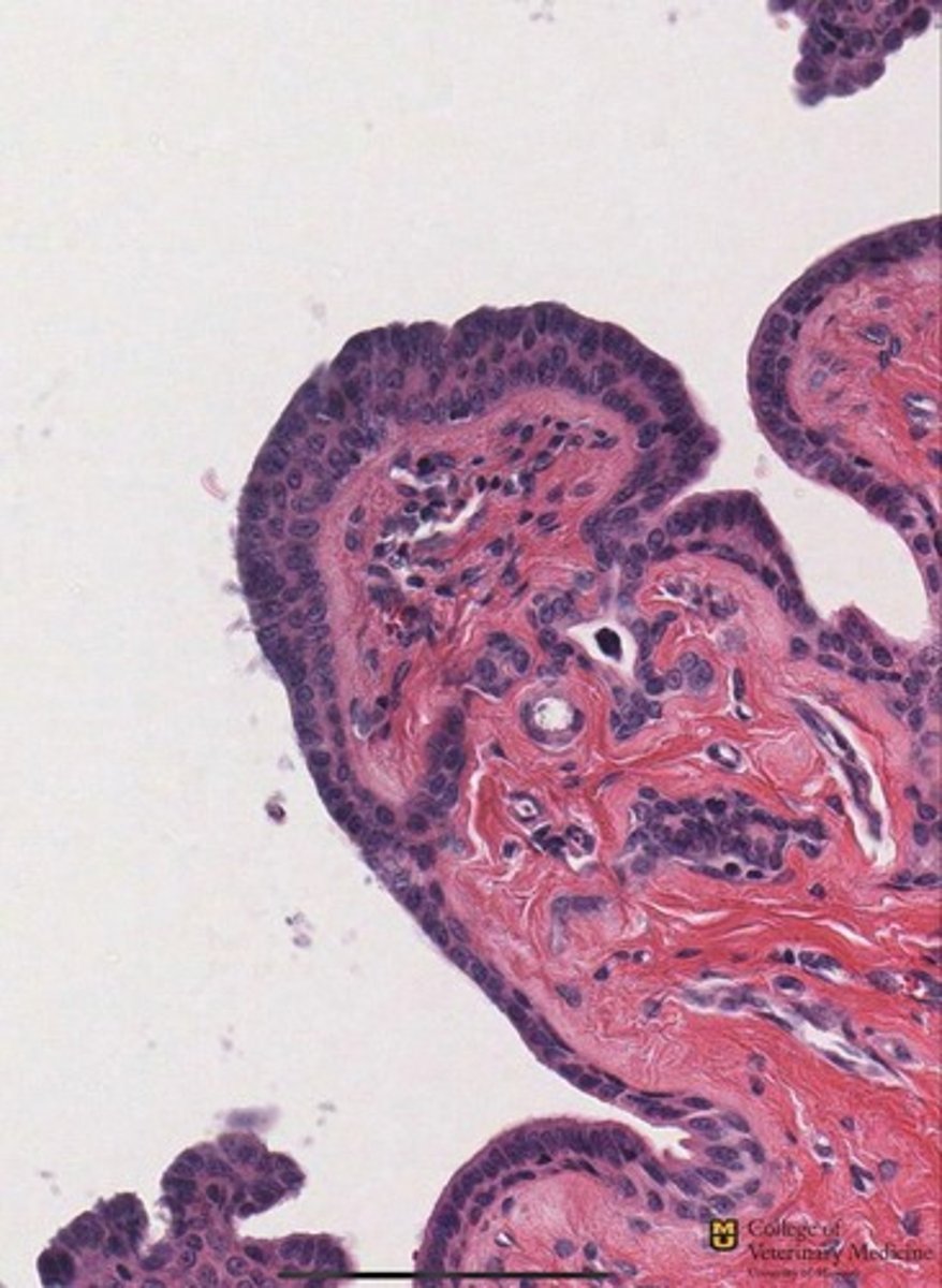 <p>What tissue is this?</p>