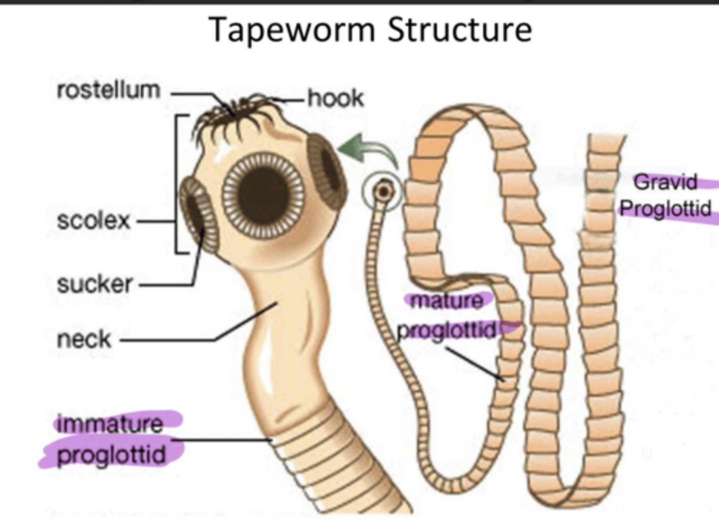 <p>parasitic flatworms, absorbing nutrients through their skin</p>