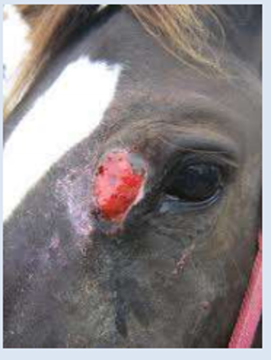 <p>The cause of granular dermatitis/ summer sore in horses</p>