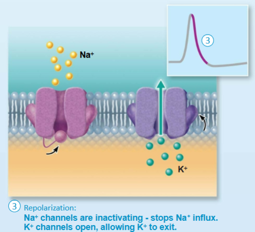 <p>Voltage-gated K+ Channels</p><p>slow to open and close</p>