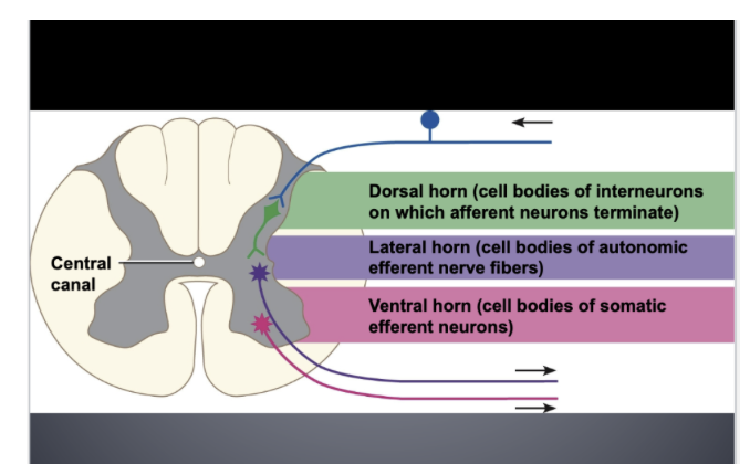 <p>Lateral Horn </p>