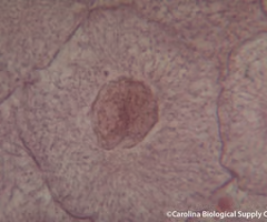 <p>cell grows, performs its normal functions, and prepares for division; consists of G1, S and G2 phases</p>