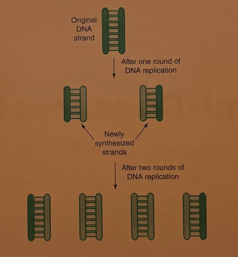 <p>Each new DNA strand created by DNA replication contains one original template strand and one newly synthesized strand. This is semi-conservative replication. </p>