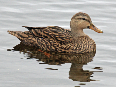 <p>Duck</p>