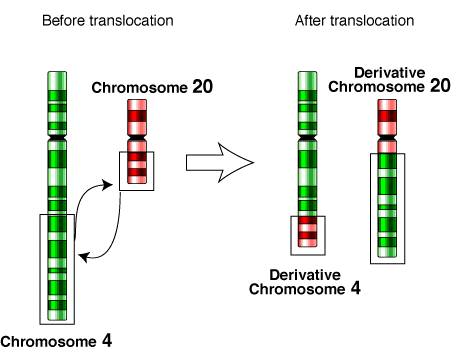 <p>A chromosomal mutation where a section of genetic material is detached from one chromosome to another, which happens vice versa.</p>