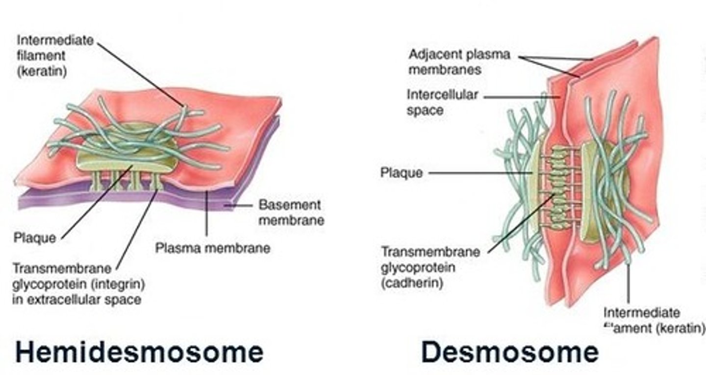 <p>Hemidesmosomes are a protein complex attach cells to an adjacent NON-CELLULAR surface (i.e. basement membrane)</p><p>- often used in attachment of the epithelium to connective tissue</p><p>**Responsible for gingival tissue adhering to the tooth surface by epithelial attachment</p>