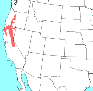 <p>Which species fits the following habitat and management concerns?</p><p><br>Habitat: primarily arboreal and resides in fairly dense, moist, mature forests; forages on low-strewn forest floors and in adjacent chaparral habitat</p><p>Management issues: seed dispersers; no major threats; high elevation species generally decreased their range due to climate change; may become pest species at high densities; can damage pine seeds - preventing reforestation</p>