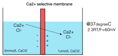 ECa2+ = 60mV/2 x log 5 x 10-3 / 1 x 10-6  \n  = 30 mV x log 5 x 10-3 mol/L \n = 30 mV x 3.699  \n = 111 mV
