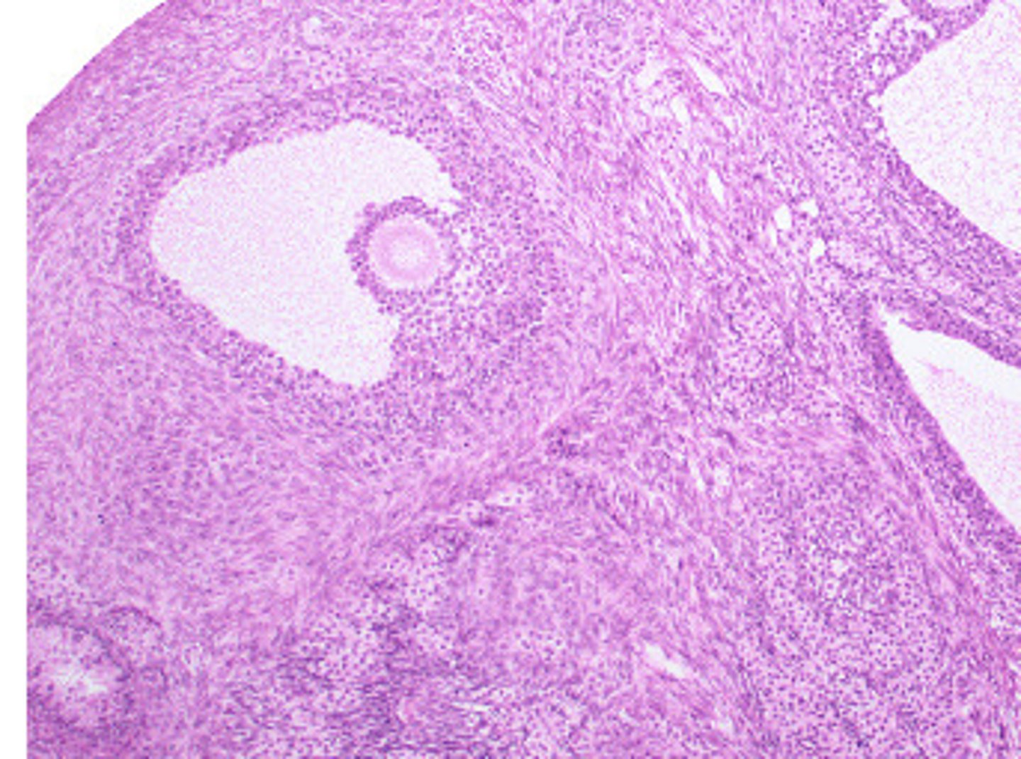 <p>Name this organ and hormones produced here</p>