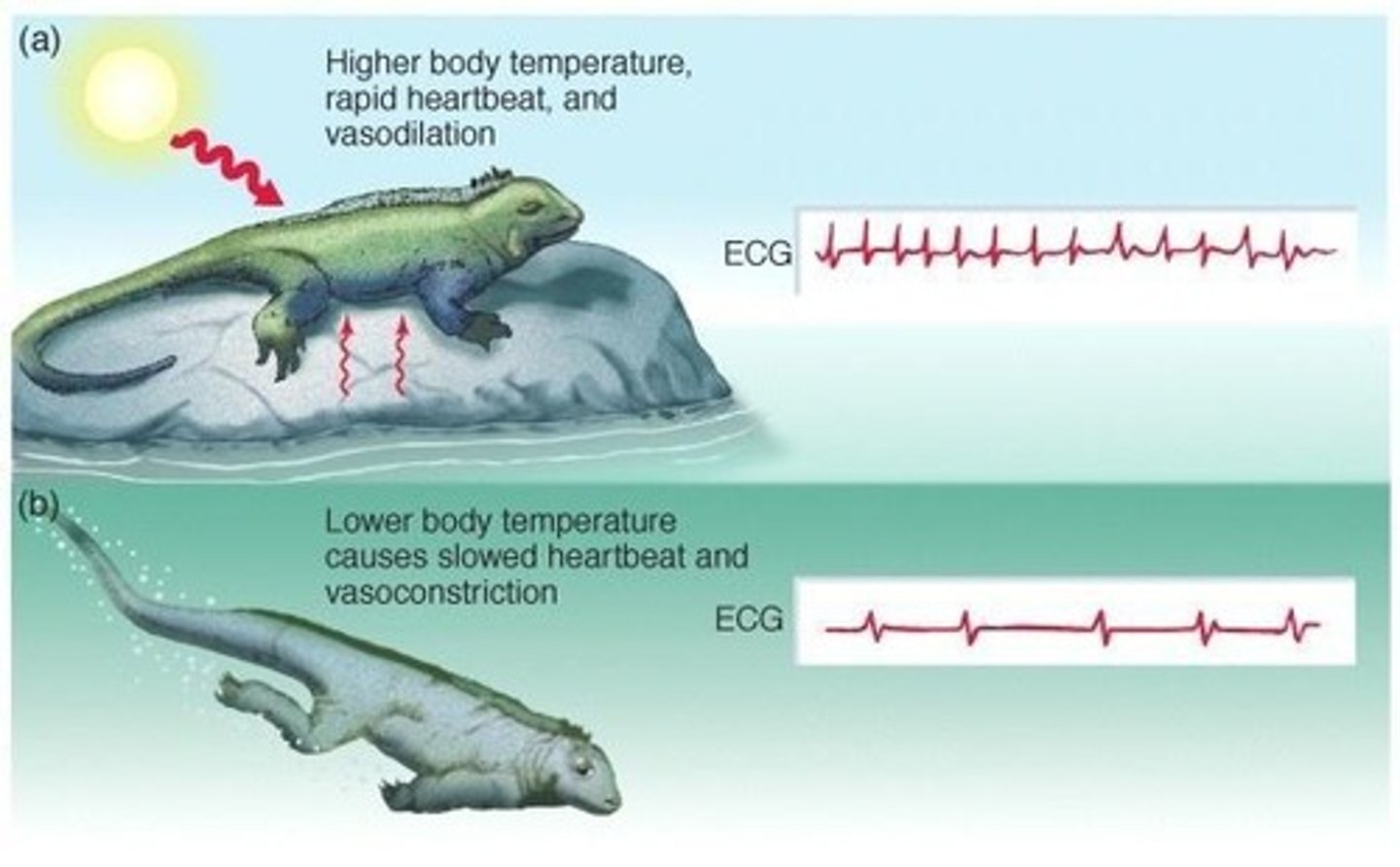 <p>It increases (tachycardia) to facilitate heat transfer.</p>
