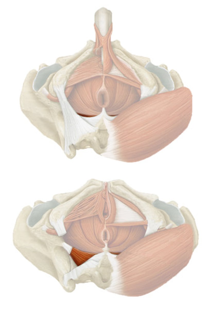 <p>muscle that assists the levator ani and pulls the coccyx anteriorly</p>