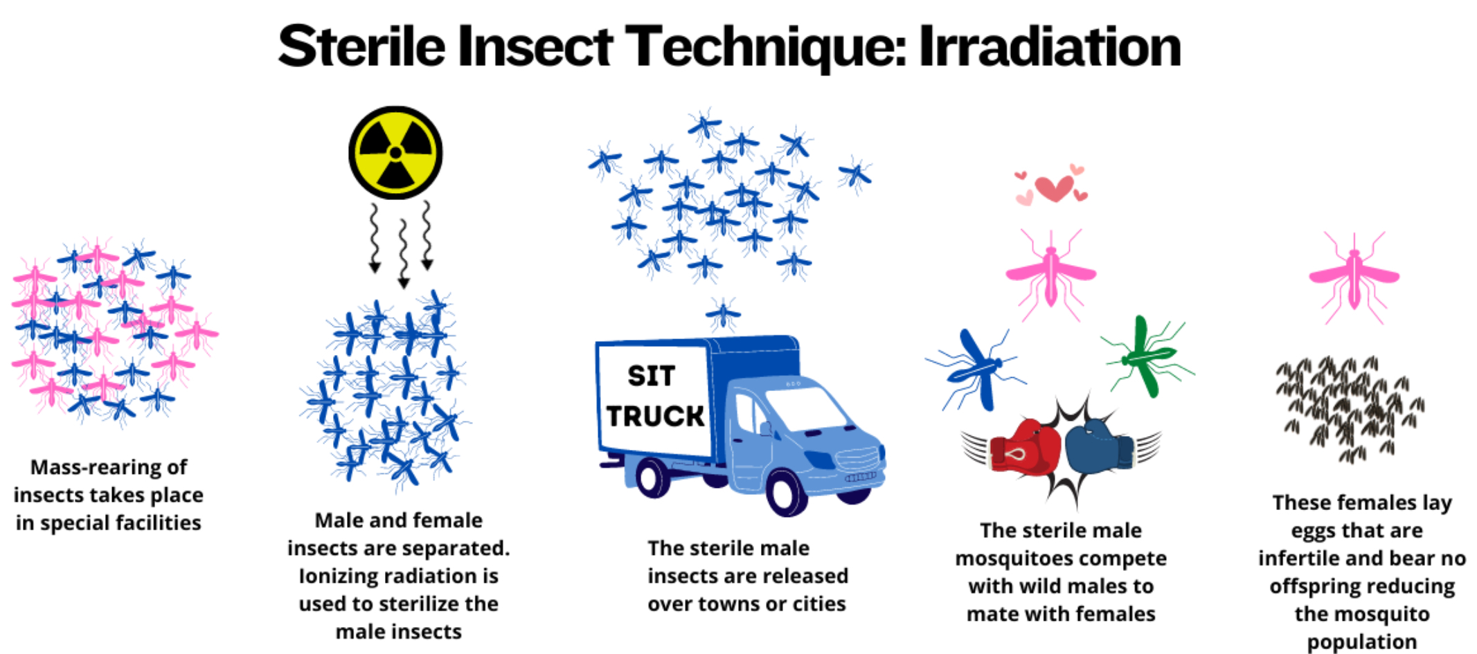 <ol><li><p>mass rearing of insects takes place in special facilities</p></li><li><p>male and female insects are separated, ionising radiation is used to sterilise the male insects</p></li><li><p>male insects are released over towns or cities</p></li><li><p>sterile male mosquitos compete with wild males to mate with females</p></li><li><p>females mated with the sterile eggs lay infertile eggs, reducing the population</p></li></ol><p></p>