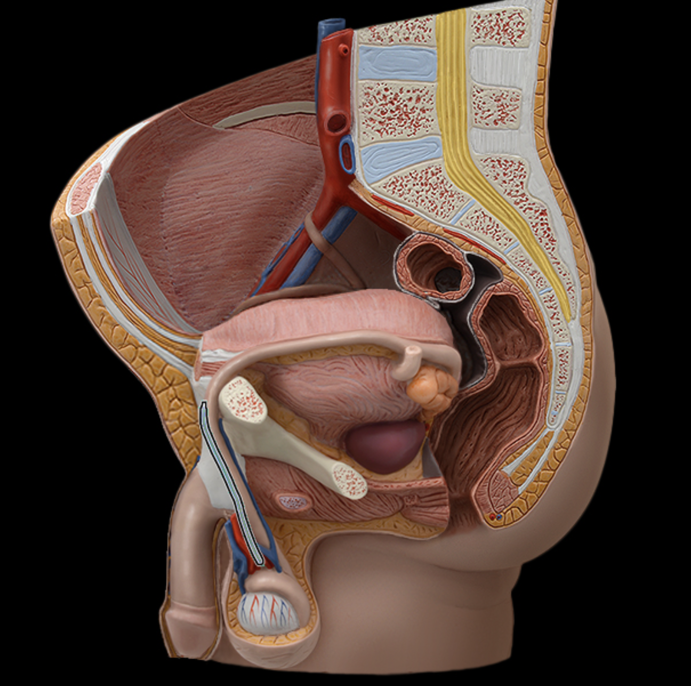 <p>What structure is shown?</p>