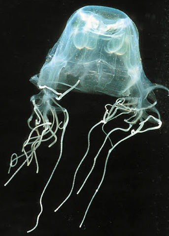 <p>Skifozoa</p><p>(helmi i grejzës; shkakton vdekjen e njeriut për 3-4 minuta) </p>