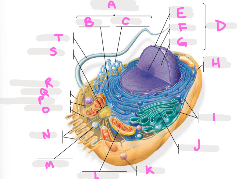 <p>M</p>