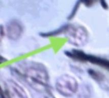 <p>What cell is the arrow pointing to?</p>