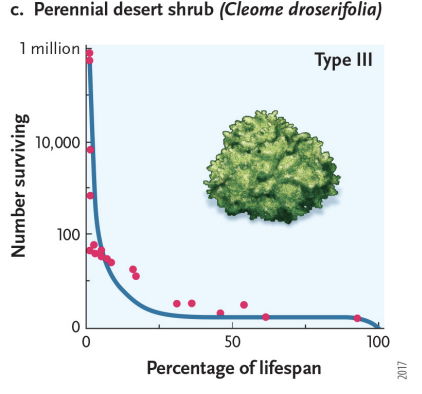 <p>low juvenile survival throughout lifespan and then high survival</p>