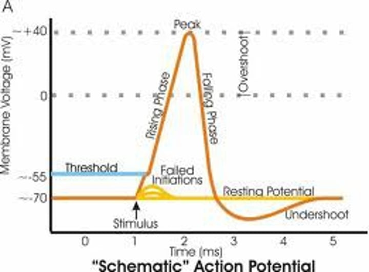 <p>a neural impulse; a brief electrical charge that travels down an axon.</p>