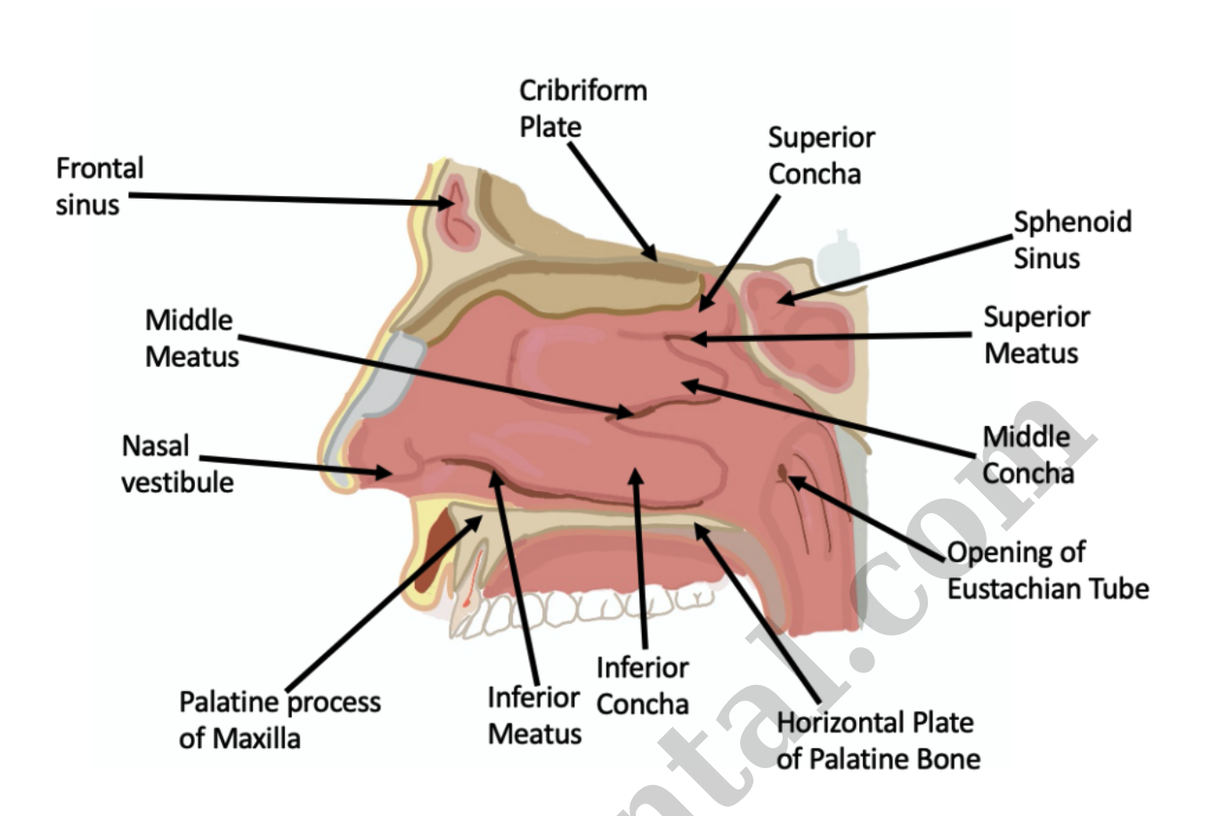 <ol start="2"><li><p><strong>Nasal cavity</strong></p></li></ol><ul><li><p>a hollow space behind the nose that is lined with _____ membranes and tiny hair-like structures called ____.</p></li><li><p>further filters, humidifies, and warms the air before it enters the lungs</p></li></ul><p></p><ul><li><p><strong>Nasal conchae</strong></p><ul><li><p>AKA nasal turbinates</p></li><li><p>Increase the _____ of the nasal cavity → disrupts flow of air → air bounces to nasal epithelium → air is cleansed</p></li><li><p>also conserve ___ and prevent dehydration of the nasal epithelium by trapping _____ during exhalation</p></li></ul></li><li><p><strong>Nasal meatuses</strong></p><ul><li><p>narrow passageways in the nasal cavity located _____ the nasal conchae</p></li><li><p>superior meatus</p><ul><li><p>narrowest</p></li><li><p>receives drainage from the posterior _____ air cells</p></li></ul></li><li><p>middle meatus</p><ul><li><p>largest</p></li><li><p>contains the hiatus _______</p></li></ul></li><li><p>inferior meatus</p><ul><li><p>receives drainage from the ________ duct</p></li></ul></li></ul></li><li><p><strong>Internal nares</strong></p><ul><li><p>Air exits the nasal cavity to the _____</p></li></ul></li></ul>