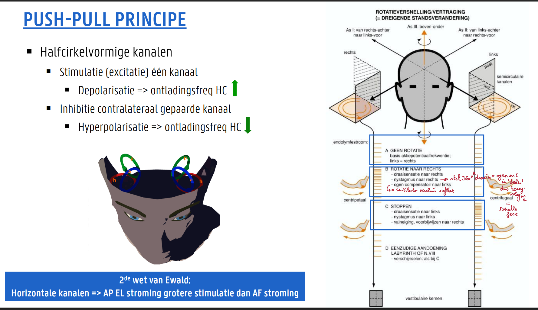 <ul><li><p>Halfcirkelvormige kanalen</p><ul><li><p>Stimulatie (excitatie) één kanaal</p><ul><li><p>Depolarisatie =&gt; ontladingsfrequentie HC stijgt</p></li></ul></li><li><p>Inhibitie contralateraal gepaarde kanaal</p><ul><li><p>Hyperpolarisatie =&gt; ontladingsfrequentie HC daalt</p></li></ul></li></ul></li></ul><p>wanneer een kanaal langs één zijde een positieve of excitatoire prikkel krijgt (depolarisatie) zal het contralateraal gepaarde kanaal een negatieve of inhibitoire impuls krijgen (hyperpolarisatie)</p>