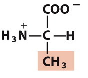 <p>Which amino acid is this?</p>
