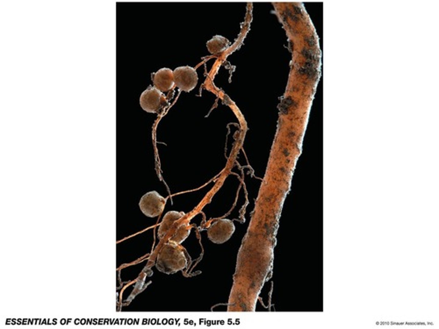 <p>Certain organisms, like bryophytes and lichens, serve as sensitive indicators of environmental health and pollution.</p>