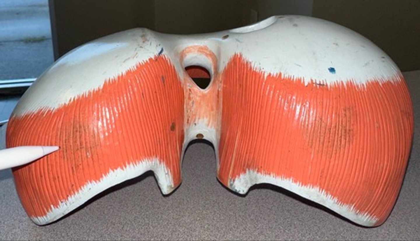 <p>Diaphragm</p>