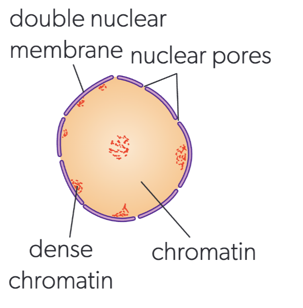 <p>nucleus</p>