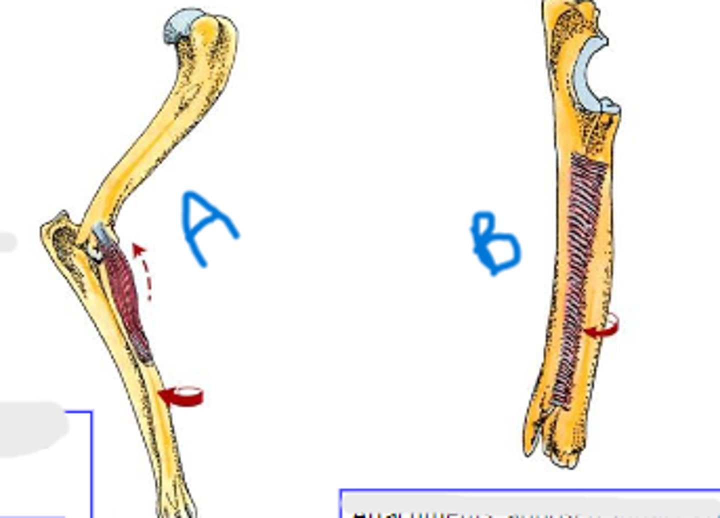 <p>Insertion of pronator teres:</p>