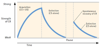 <p>spontaneous recovery</p>