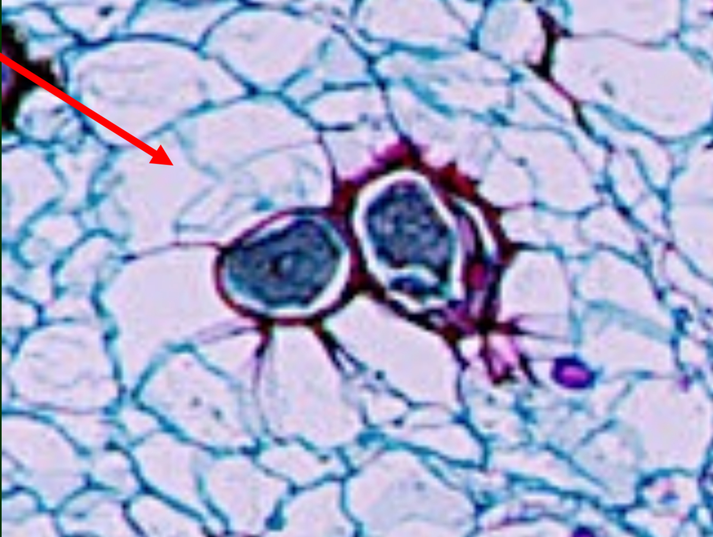 <p>what is this and what genus ? </p>