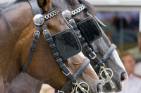 <p><strong>two pieces of leather that are put at the side of a horse's eyes so that it can only see forward:</strong></p><p><br></p>