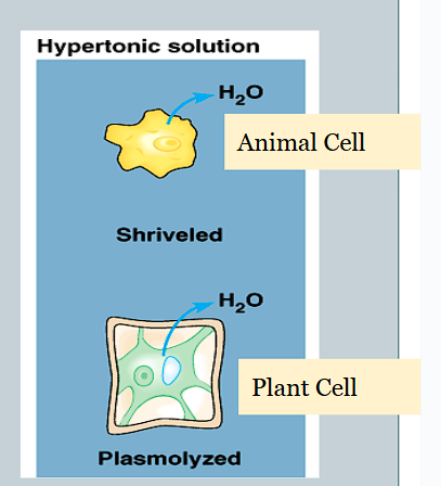 <p>The net movement of water is out of the cell</p>