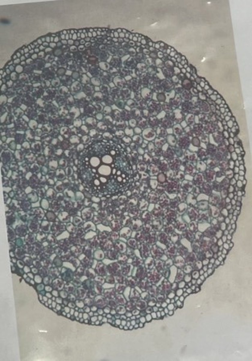 <p>- buttercup root cross-section</p><p>- xylem is located in the middle of the root in an x-shape, and the phloem is arranged around it surrounded by vascular cambium</p><p>- usually do not have pith</p>