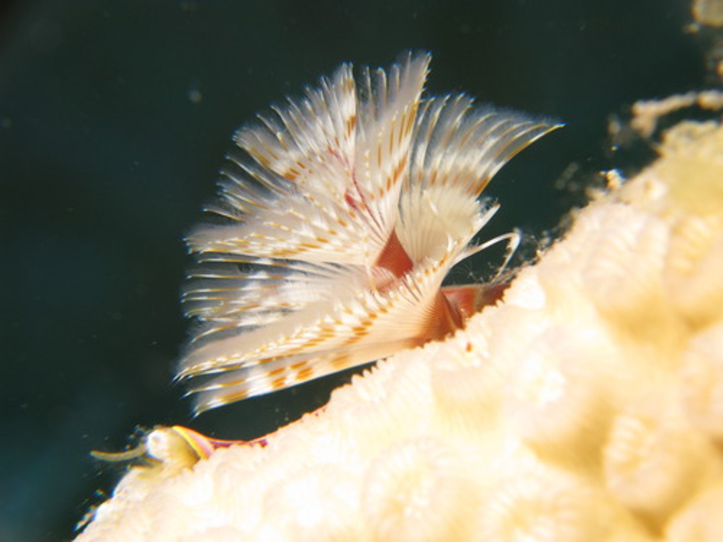 <p>- Tube form of annelids</p><p>- Feature specialized body parts for a nonmotile animal</p>