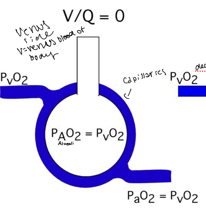<p>The lower the V/Q ratio, the closer the outflowing blood composition gets to mixed venous blood</p>