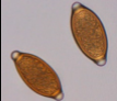 <p>Football shaped egg with larva and bipolar plugs</p>