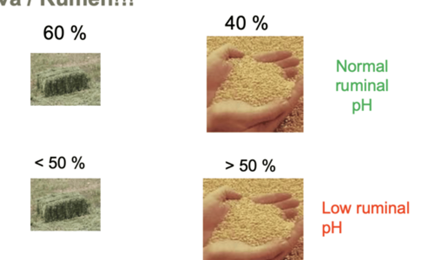 <p>60% forage</p><p>40% grain</p><p>because this allows for adequate saliva production, which balances the rumen pH.</p><p>if we fed more grain and less forage, saliva production will not be sufficient for pH balance, and lactic acidosis will occur</p>