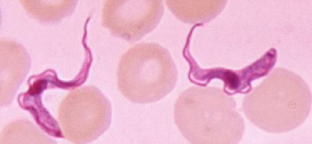 <p>Trypanosomes</p>