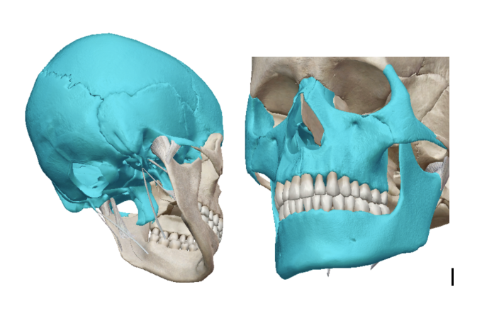 <p>Consists of 22 bones from the cranial bones and facial skeleton</p>