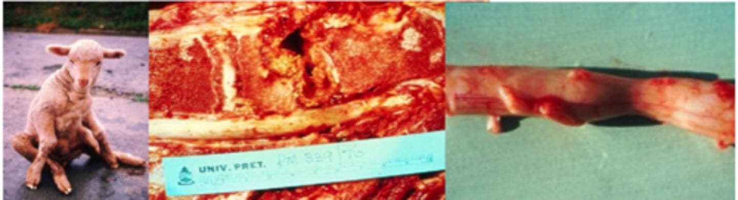 <p>1. Found of the Mucosa of Sheep and Cattle</p><p>2. Organism enters wounds and localises, Can then spread via the bloodstream and localises in several organs (Lung, Joints, Liver, CNS).</p><p>3. Synergistic with many other bacteria (Rarely found alone)</p>