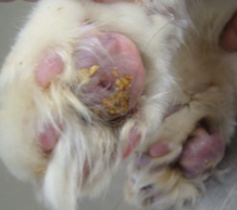 <p><span>Plasma Cell Pododermatitis (Pillow Foot)</span></p>
